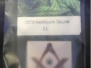 Sell: 1979 Heirloom FL Skunk (6 Fem seeds per pack)