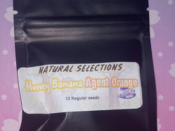Auction: Honey Banana x Agent Orange (Natural Selections) Masonic Seeds