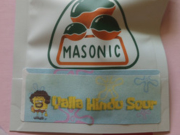 Auction: Yalla NS (Hindu Sour x Headbanger) Masonic Seed Co.
