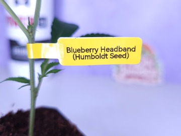 Sell: Blueberry Headband (Humboldt Seed Org | +1 Free Mystery Clone)