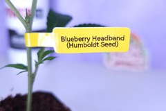 Venta: Blueberry Headband (Humboldt Seed Org | +1 Free Mystery Clone)