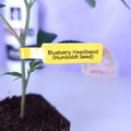 Sell: Blueberry Headband (Humboldt Seed Org | +1 Free Mystery Clone)