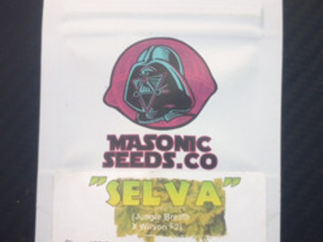Auction: Selva - Jungle breath x Wilson f2 - Masonic Seeds