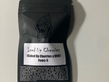 Sell: Square One Genetics- Iced Up Cherries