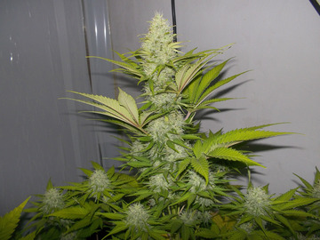 Sell: Cabin Fever Seeds – Blue Geez