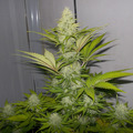Sell: Cabin Fever Seeds – Blue Geez