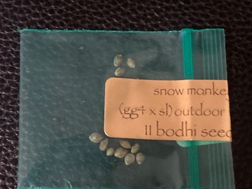 Vente: Snow Monkey (GG4 x Snow Lotus) - Bodhi Seeds