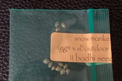 Venta: Snow Monkey (GG4 x Snow Lotus) - Bodhi Seeds