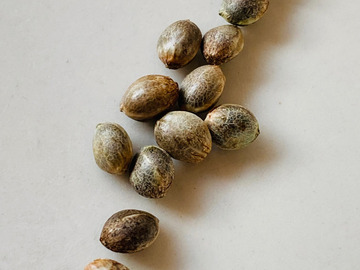 Vente: NEW! Humboldt Seed Co- SUPER HIGH LIFE - FEM Seeds (6pk+1FREE!)
