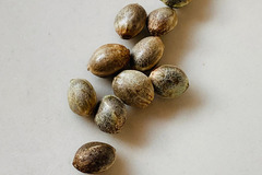 Vente: NEW! Humboldt Seed Co- SUPER HIGH LIFE - FEM Seeds (6pk+1FREE!)
