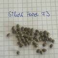 Vente: Silver Haze from 1998; old school dutch genetics; F3 generation