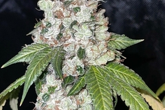Vente: Chemistry f2 by Boston Roots Seed Co 12pk regs