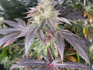 Vente: Fritter Banger by Boston Roots Seed Co 12pk regs