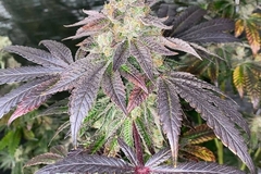 Vente: Fritter Banger by Boston Roots Seed Co 12pk regs