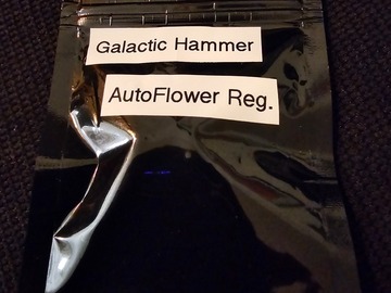 Sell: Viking Gardens Galactic Hammer 12+ pack Auto Regular