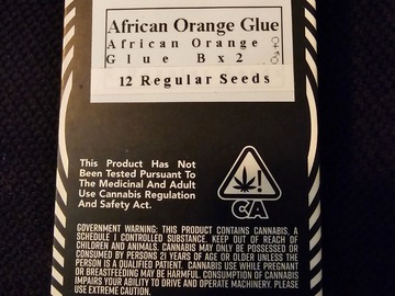 Sell: Equilibrium Genetics African Orange Glue 12+ pack