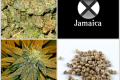Vente: Updated Jamaica Collection 10 Packs 120 Seeds