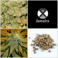 Vente: Updated Jamaica Collection 10 Packs 120 Seeds