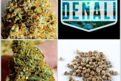 Vente: Denali Collection 10 Packs 108 Seeds