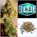 Vente: Denali Collection 10 Packs 108 Seeds