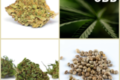 Sell: SALE CBD Collection 10 Packs 120 Seeds