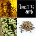 Vente: Charlottes Web Collection 7 Packs 84 Seeds