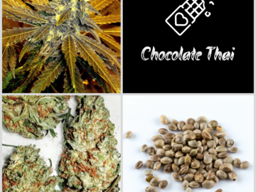 Vente: Chocolate Thai Collection 10 Packs 120 Seeds