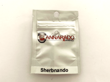 Sell: Cannarado Genetics - Sherbnando 10+ Feminized seeds