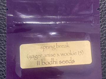 Sell: Spring Break (Jager Anise x  Wookie 15) - Bodhi Seeds