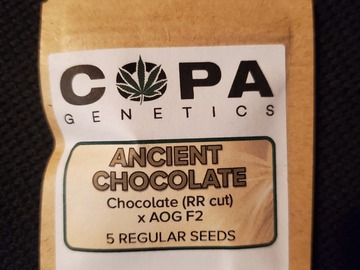 Sell: Copa Genetics Ancient Chocolate 5 pack