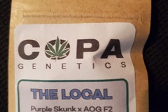 Sell: Copa Genetics The Local 5 Pack