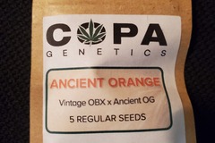 Sell: Copa Genetics Ancient Orange 5 Pack