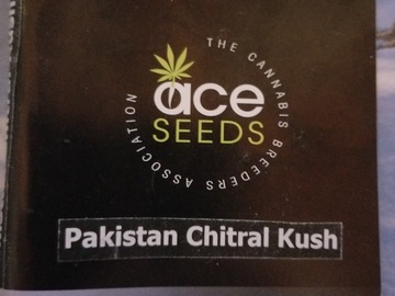 Venta: Pakistan chitral kush Ace seeds