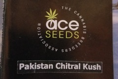 Venta: Pakistan chitral kush Ace seeds