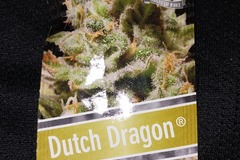 Venta: Dutch Dragon 3 Feminized Seeds by Paradise Seeds