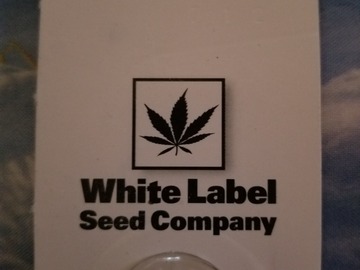 Vente: master kush white label seed co