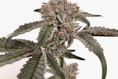 Vente: Iced Out Meat #215 (Meat Breath x Platinum Icing) - Microbe Bros