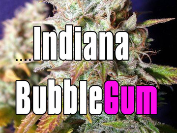 Vente: Indiana bubblegum