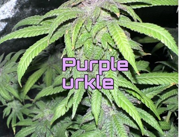 Sell: Purple Urkle