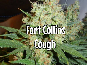 Sell: Fort Collins Cough