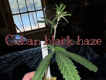 Sell: Cuban Black Haze