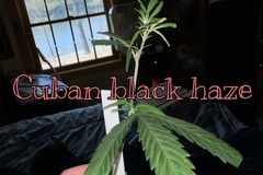 Sell: Cuban Black Haze