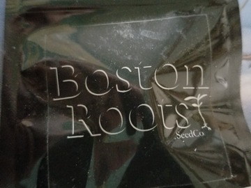 Venta: Gelato 33 x headbanger Boston Roots