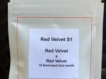 Vente: Red Velvet S1 from LIT Farms