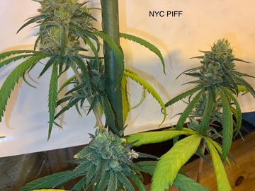 Vente: NYC Piff - NL5 x Haze A - PCG cuttings