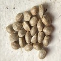 Sell: 10 x Northern Lights seeds