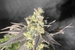 Sell: Purple City Genetics Peach Panther x Seed Junky's Jelousy 50pack
