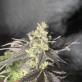 Venta: Purple City Genetics Peach Panther x Seed Junky's Jelousy 50pack