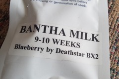 Sell: Radicle genetics - Bantha Milk