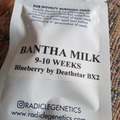Vente: Radicle genetics - Bantha Milk